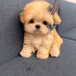 Shih Tzu Puppies For Adoption