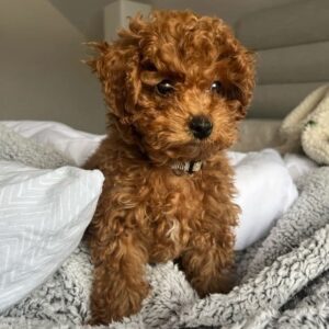 Apricot Maltipoo For Sale at Mini Paw Club