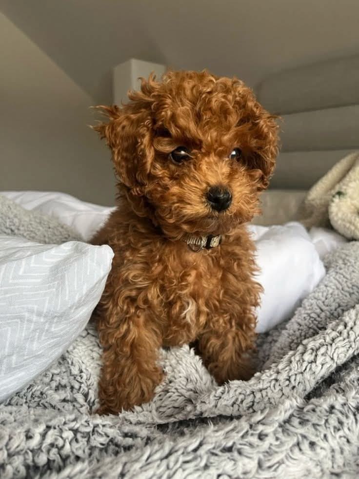 Apricot Maltipoo For Sale at Mini Paw Club