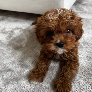 Buy Cavapoo Puppy at Mini Paw Club