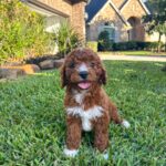 Cavapoo Puppy For Sale