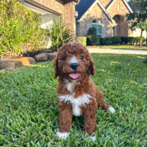 Cavapoo Puppy For Sale at Mini Paw Club