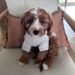 Cavapoo Puppy Near Me