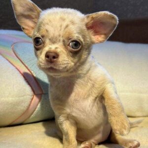 Chihuahua Puppies For Adoption