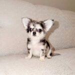 Teacup Chihuahua Puppy For Sale