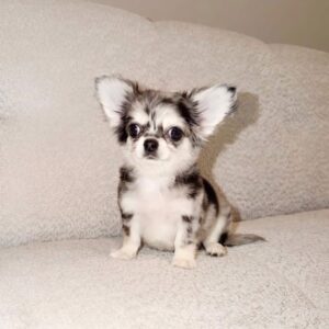 Teacup Chihuahua Puppy For Sale at Mini Paw Club