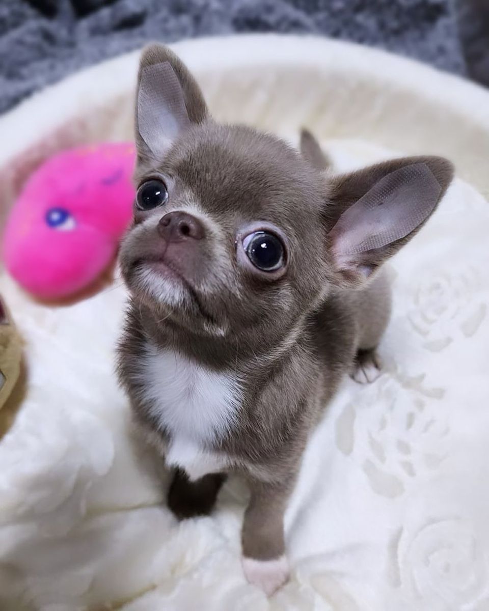 Chihuahua Puppy Breeder Near Me at Mini Paw Club