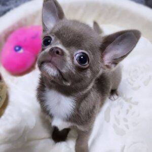 Chihuahua Puppy For Sale Online