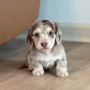 Dachshund Puppies For Sale Online,