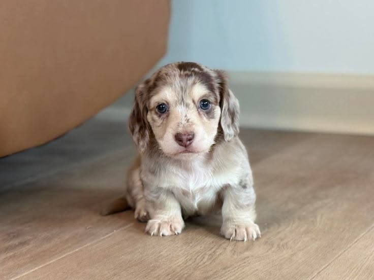 Dachshund Puppies For Sale Online,