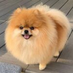 Buy Pomeranian Puppy