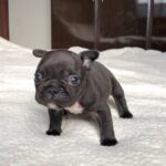 French Bulldog For Adoption