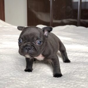 French Bulldog For Adoption at Mini Paw Club