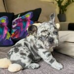 French Bulldog For Sale