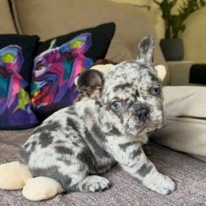 Hugo - French Bulldog For Sale at Mini Paw Club