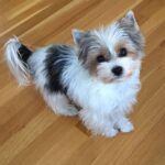Yorkie Puppy For Sale