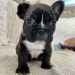 French Bulldog Puppies For Sale
