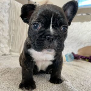 French Bulldog Puppies For Sale at Mini Paw Club