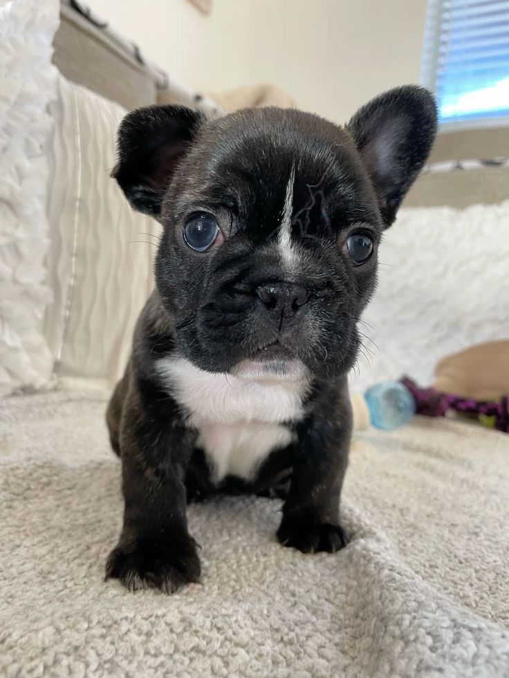 French Bulldog Puppies For Sale at Mini Paw Club