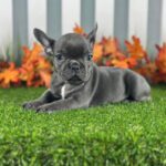 French Bulldog Puppy Adoption