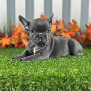 French Bulldog Puppy Adoption