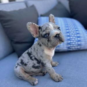 French Bulldog Puppy For Adoption
