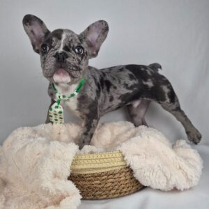 French Bulldog Puppy For Adoption at Mini Paw Club
