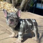 French Bulldog Puppy For Sale