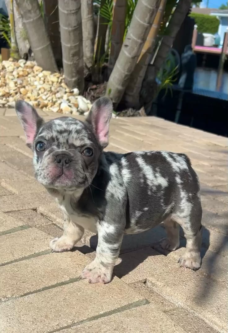 French Bulldog Puppy For Sale