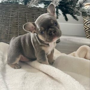French Bulldog Puppy Near Me at Mini Paw Club