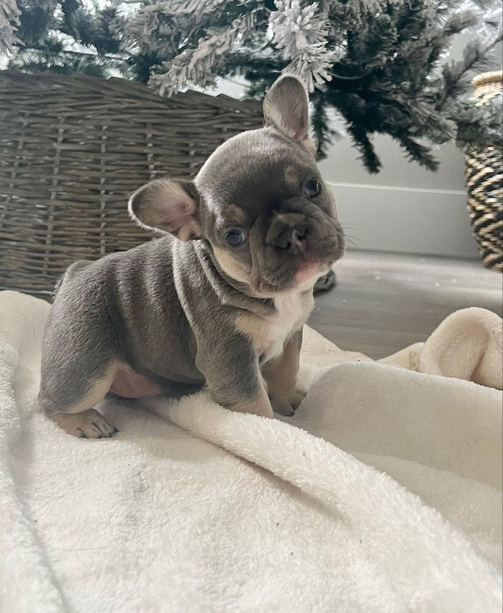 French Bulldog Puppy Near Me at Mini Paw Club