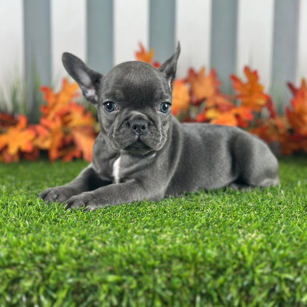 French Bulldog Puppy Adoption
