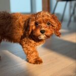 Hypoallergenic Cavapoo For Sale