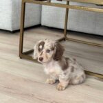 Long Hair Chihuahua For Sale
