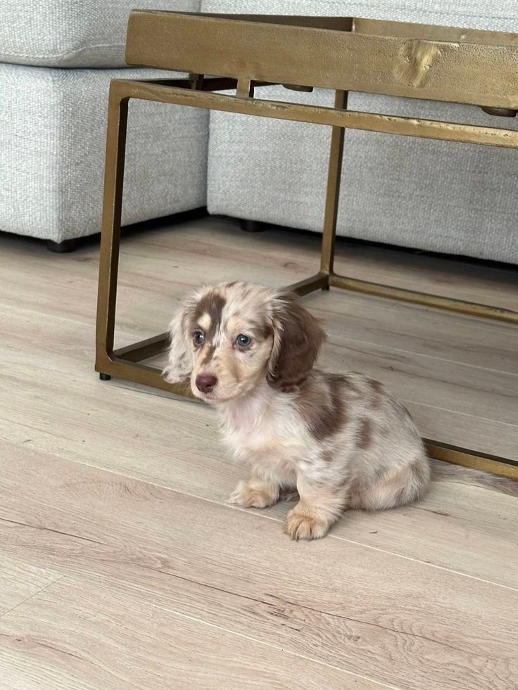 Long Hair Chihuahua For Sale at Mini Paw Club