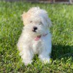 Maltese Puppies For Adoption