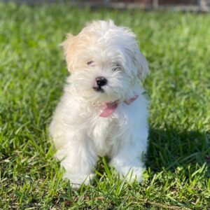 Maltese Puppies For Adoption