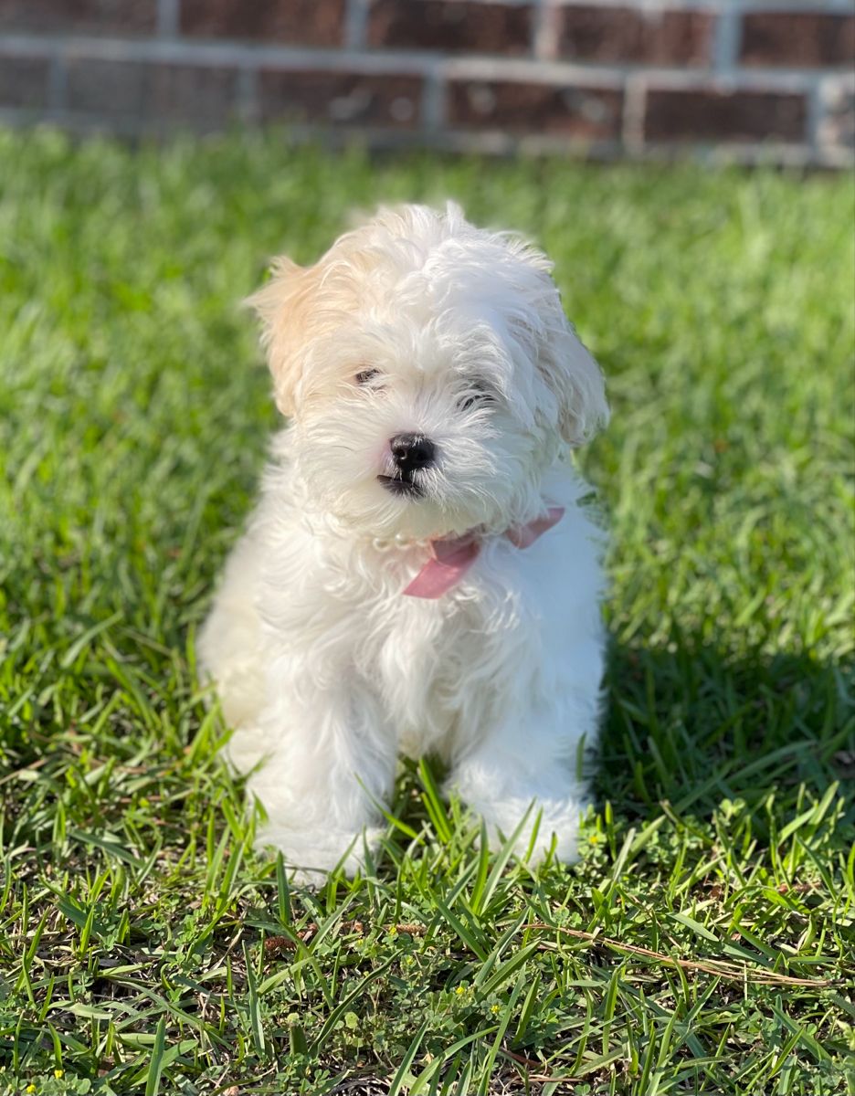 Maltese Puppies For Adoption