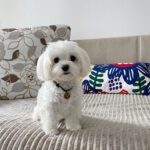 Maltese Puppy Adoption