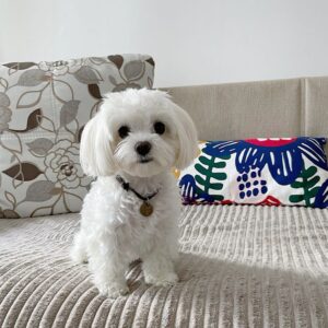 Maltese Puppy Adoption