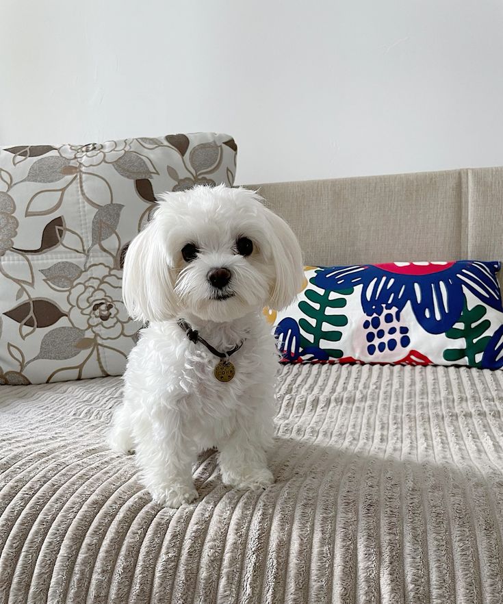 Maltese Puppy Adoption
