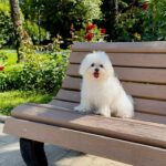 Maltese Puppy Near Me