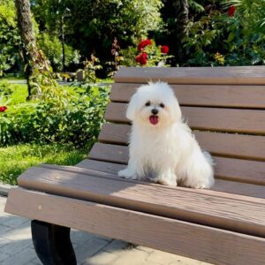 Maltese Puppy Near Me at Mini Paw Club