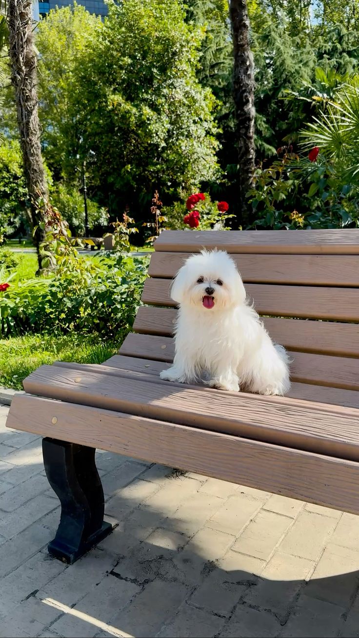 Maltese Puppy Near Me at Mini Paw Club
