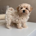 Micro Maltipoo For Sale