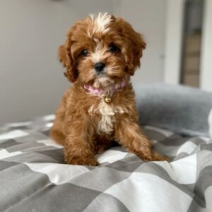 Maltipoo Breeder at Mini Paw Club