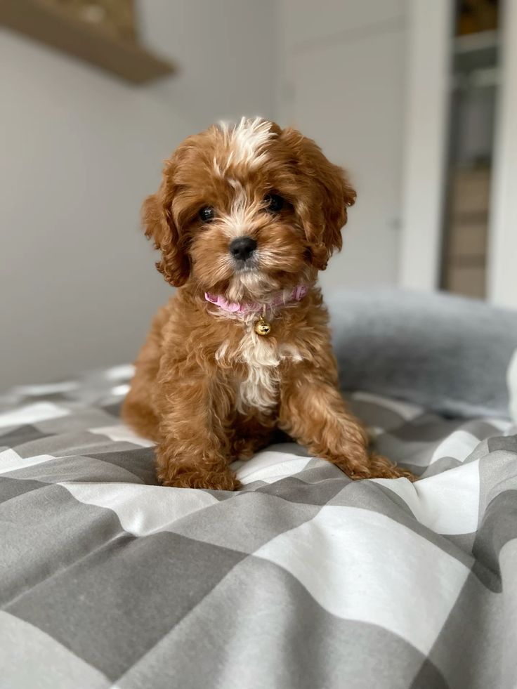 Maltipoo Breeder at Mini Paw Club