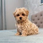 Maltipoo Puppies For Sale
