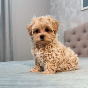 Maltipoo Puppies For Sale at Mini Paw Club