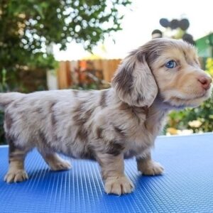 Miniature Dachshund For Sale